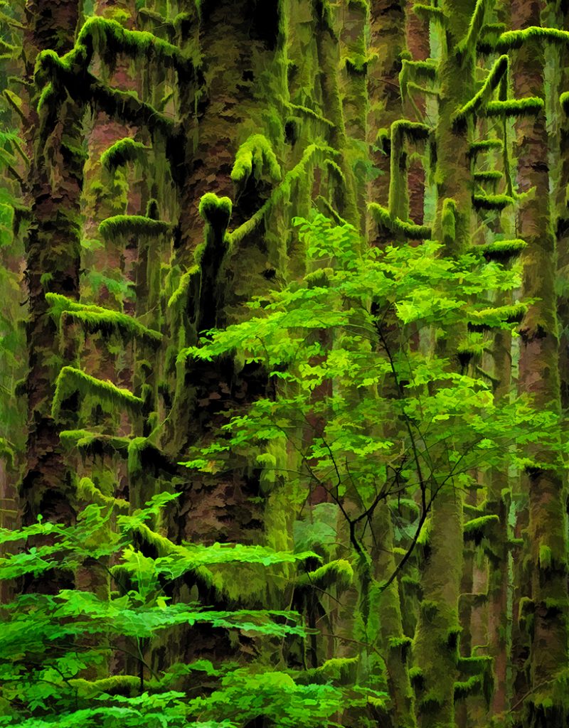 Overgrown - Vivian Mcaleavey